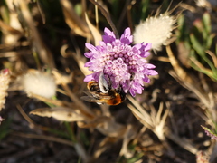 Dasypoda argentata