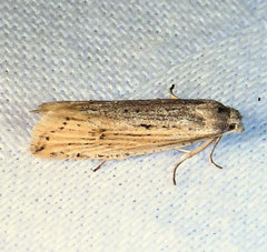 Eucosma ambodaidaleia