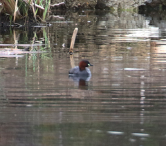 Tachybaptus ruficollis