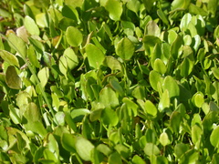 Limosella aquatica