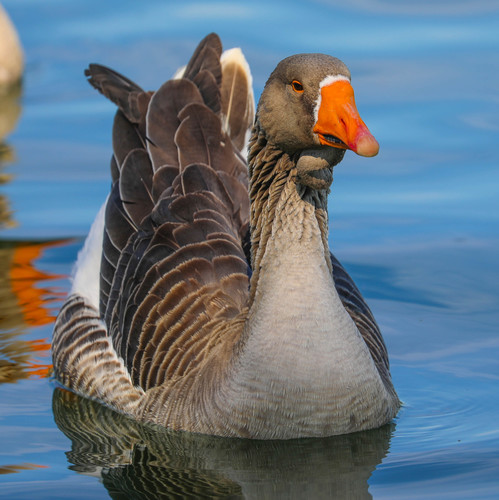 Greylag × Swan Goose