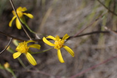 Senecio venosus
