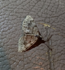 Helastia farinata