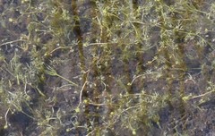 Utricularia minor