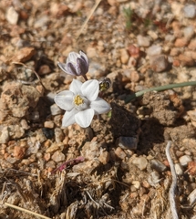 Muilla coronata