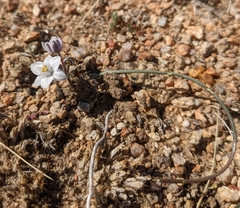 Muilla coronata