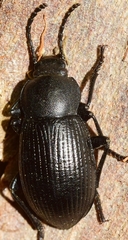 Catomus consentaneus