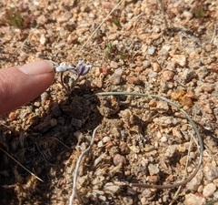 Muilla coronata