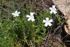 Monsonia burkeana