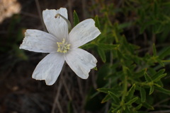 Monsonia burkeana