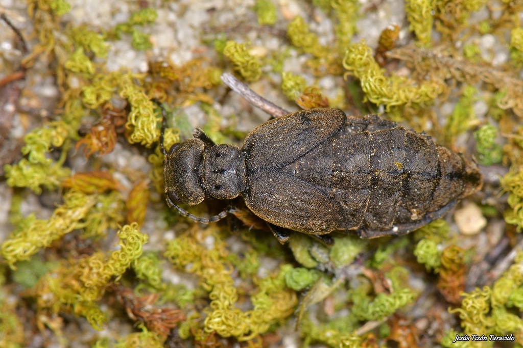 Meloe baudueri