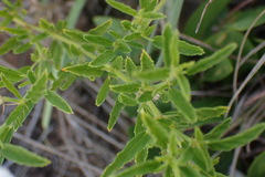 Monsonia burkeana