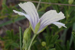 Monsonia burkeana