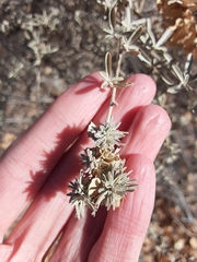 Ophiomyia atriplicis