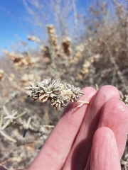 Ophiomyia atriplicis
