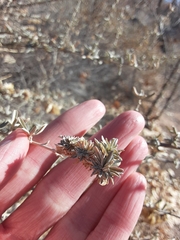 Ophiomyia atriplicis