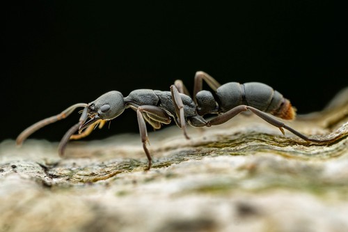 Ant