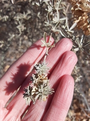 Ophiomyia atriplicis