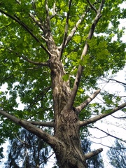 Pterocarya stenoptera