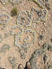 Muhlenbergia torreyi