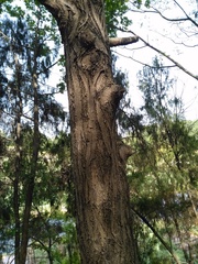 Pterocarya stenoptera