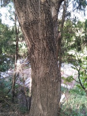 Pterocarya stenoptera