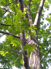 Pterocarya stenoptera