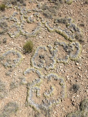 Muhlenbergia torreyi