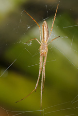 Tetragnatha versicolor