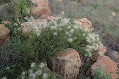 Clematis villosa
