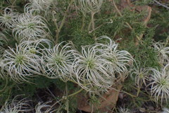 Clematis villosa