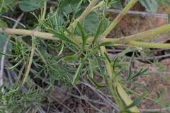 Clematis villosa