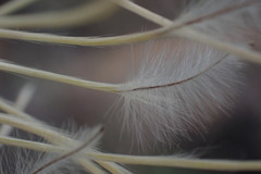Clematis villosa