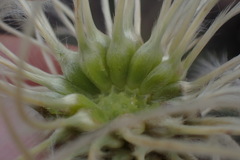 Clematis villosa
