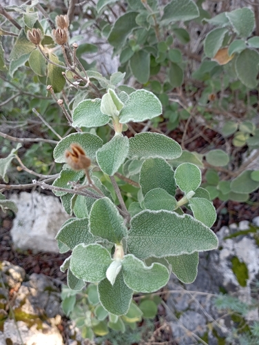 Cisto di Creta