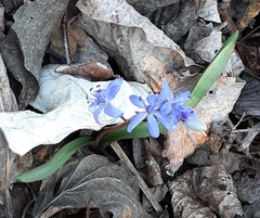 Scilla vindobonensis