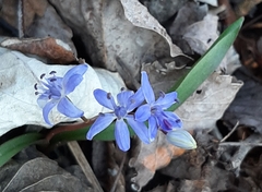 Scilla vindobonensis