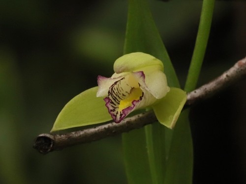Cleistes tenuis