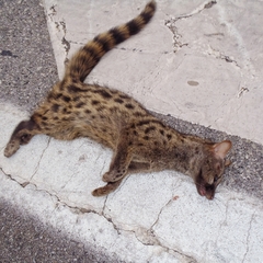 Genetta genetta genetta