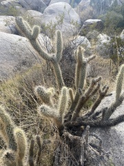 Cylindropuntia ganderi