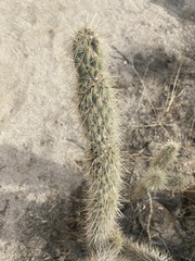 Cylindropuntia ganderi