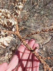 Ceroplastes irregularis