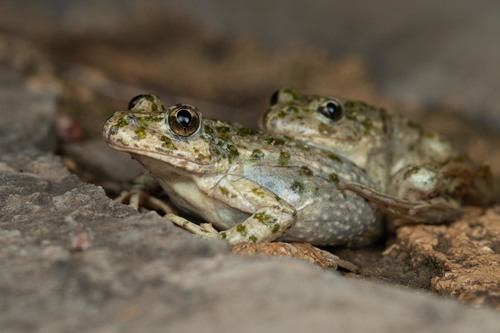 Common Parsley Frog, photo 4 of 8
