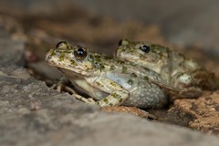 Parsley Frog photo 4