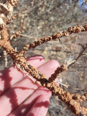 Ceroplastes irregularis