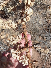 Ceroplastes irregularis