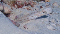 Ctenogobiops crocineus