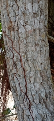 Tabernaemontana cymosa