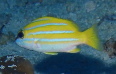 Lutjanus bengalensis