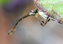 Leptopteromyia americana